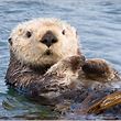 marine.mammal