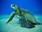  sea.turtle