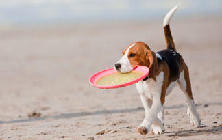 dog-frisbee-beach.jpg