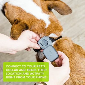 dog-gps.jpg
