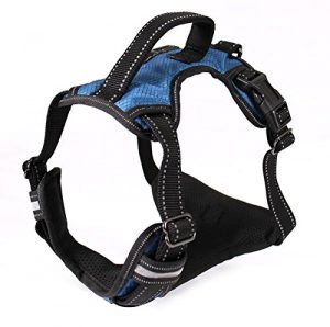 dog-harness.jpg