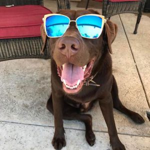 dog-sunglasses.jpg