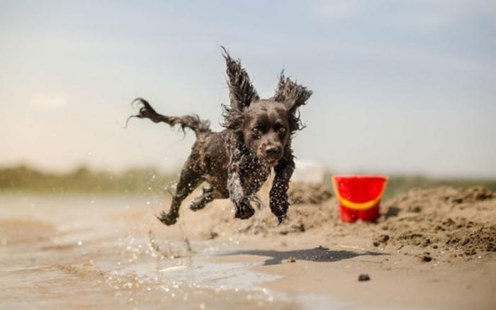 dog_at_the_beach_Lunja_Fotolia_large.jpg