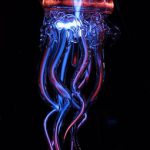 jellyfish-113384__340.jpg
