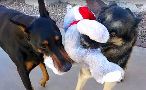 max-and-neo-with-toy_large.jpg