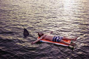 shark.jpg