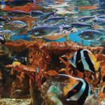 cancun-fish.jpg