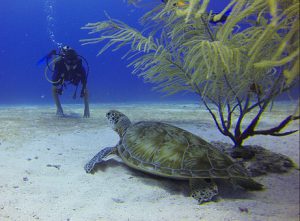 diver-549369__340.jpg