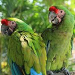 parrot-2659023__340.jpg